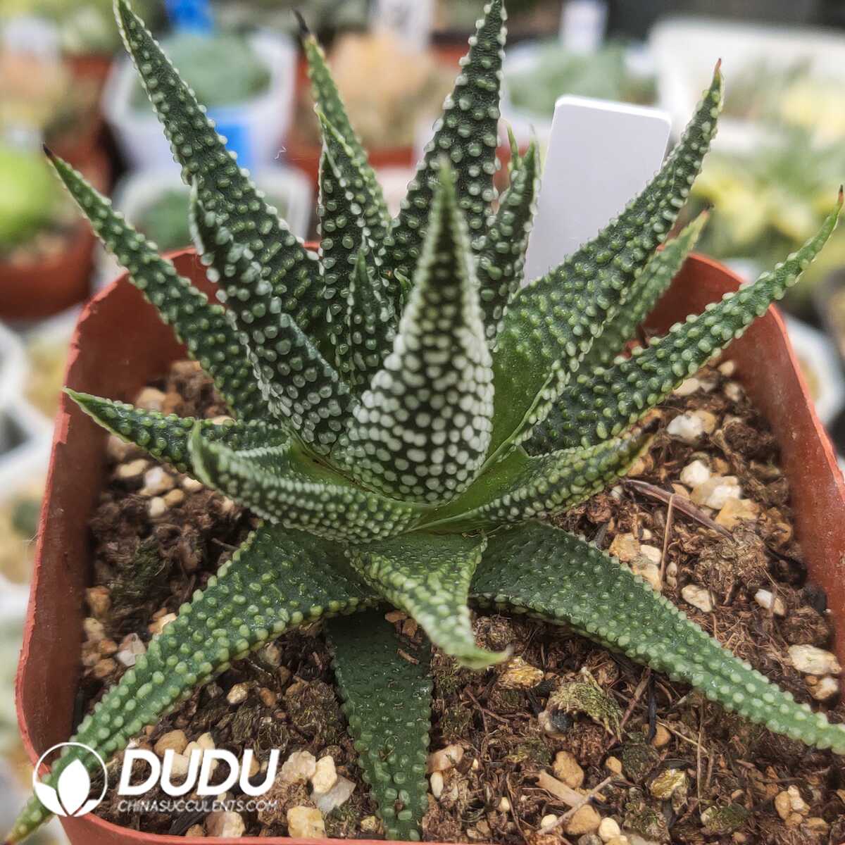 e201-1318.jpg Haworthia Ground Star Sclerophyllum - 画像 (1)