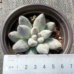 Pachyphytum Tolimanensis
