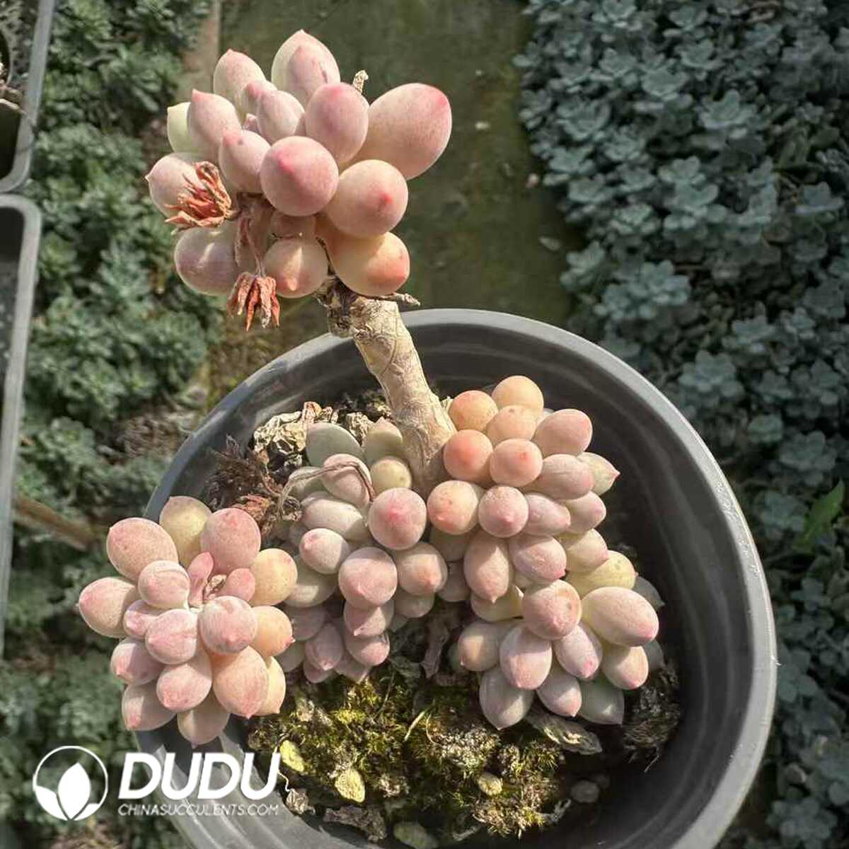 e201-139.jpg Pachythytum Baby Finger Clustering - 画像 (1)