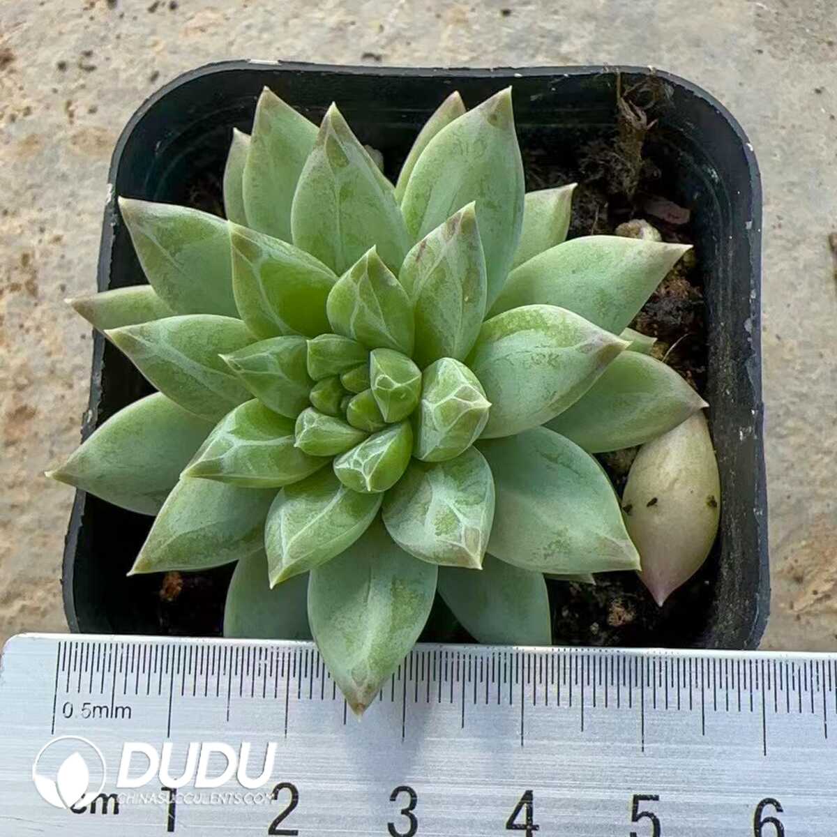 e201-140-1.jpg Pachyphytum Rain Fossil - 画像 (1)