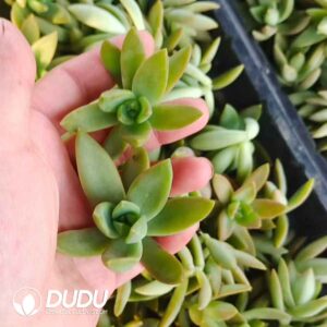 500pcs Sedum Adolphi Cutting