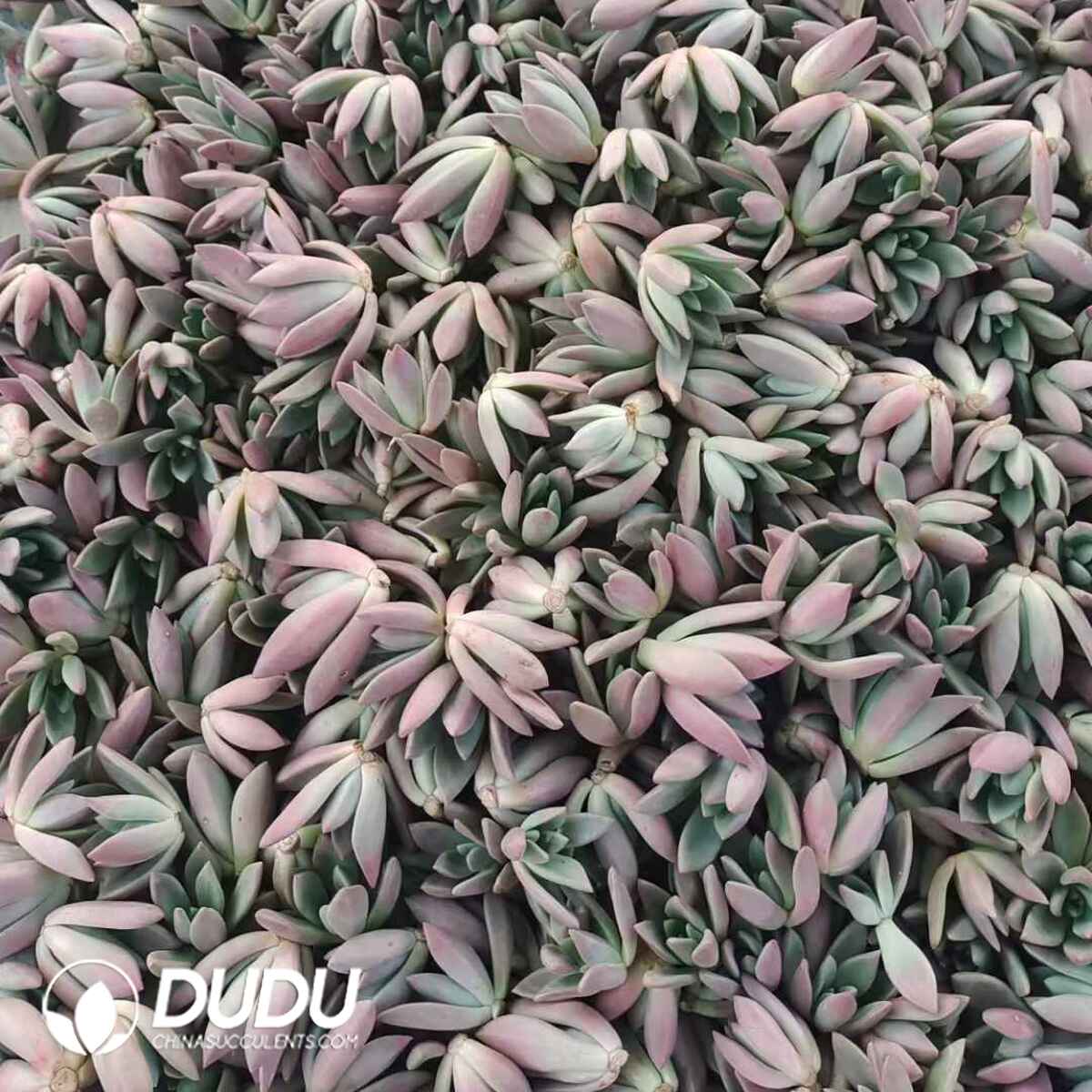 e201-154.jpg 500pcs Echeveria Peach Blossom Cuttings - 画像 (1)