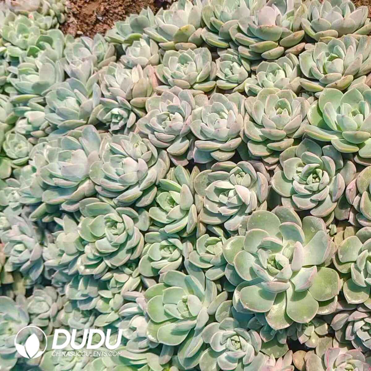 e201-168.jpg 500pcs Echeveria Purple Card Cuttings - 画像 (1)