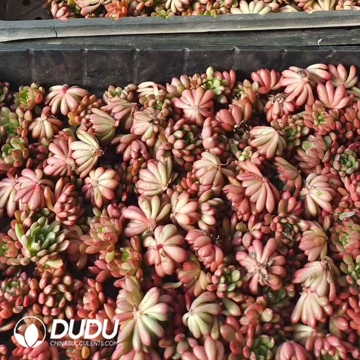 e201-173.jpg 500pcs Echeveria Ruby Cuttings - 画像 (1)