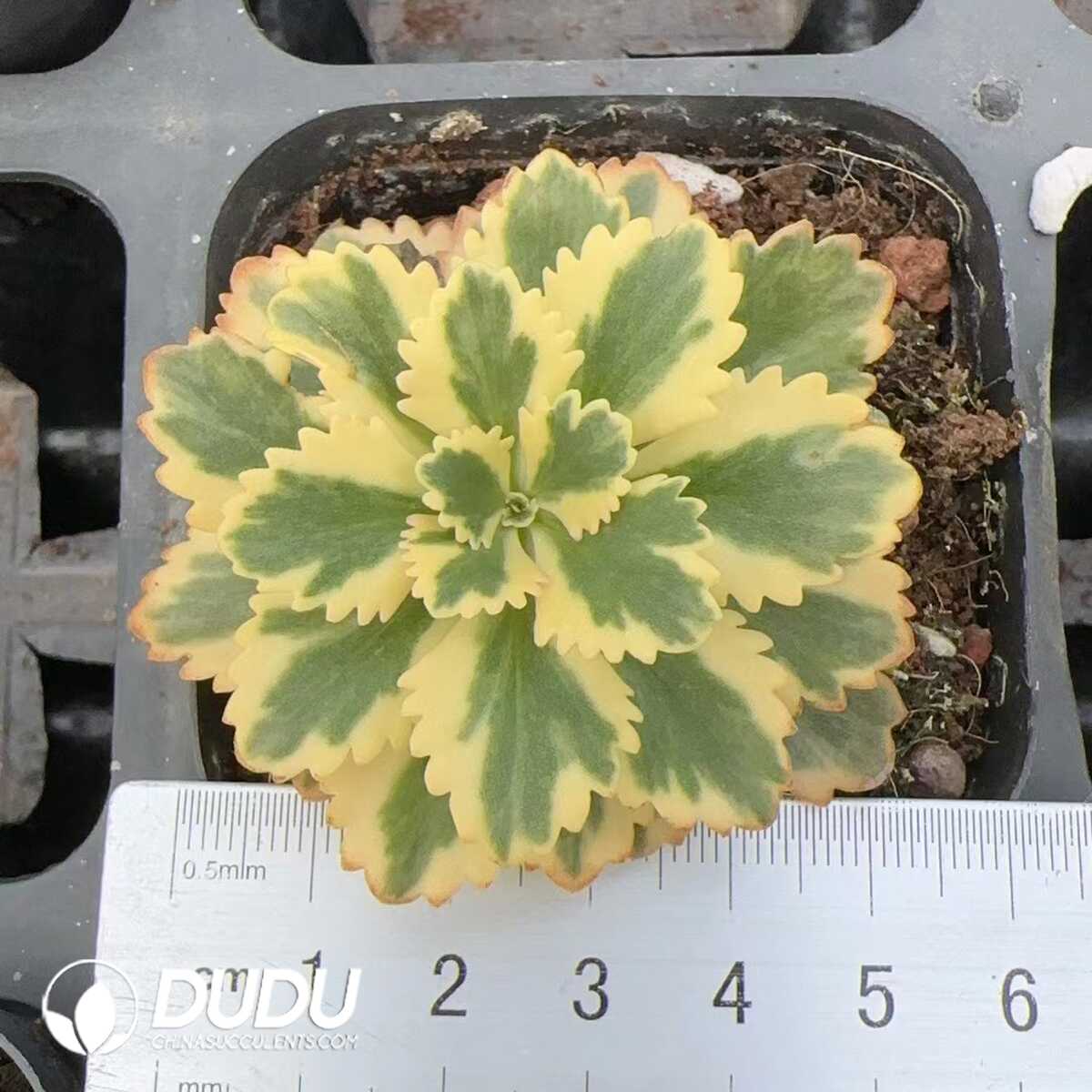 e201-180.jpg Sedum takesimense Atlantis Variegated - 画像 (1)