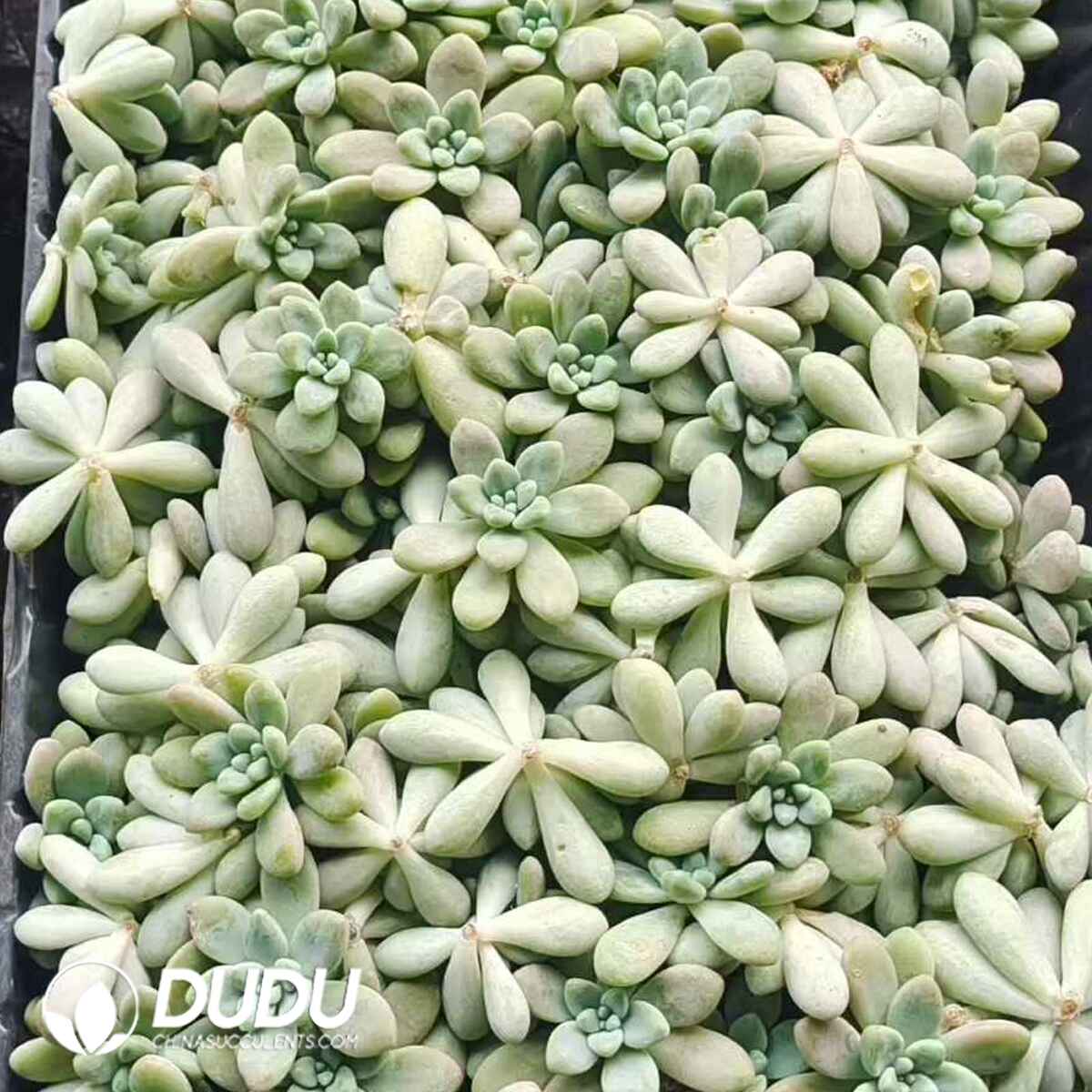 e201-209.jpg 500pcs Graptosedum Miul Cuttings - 画像 (1)