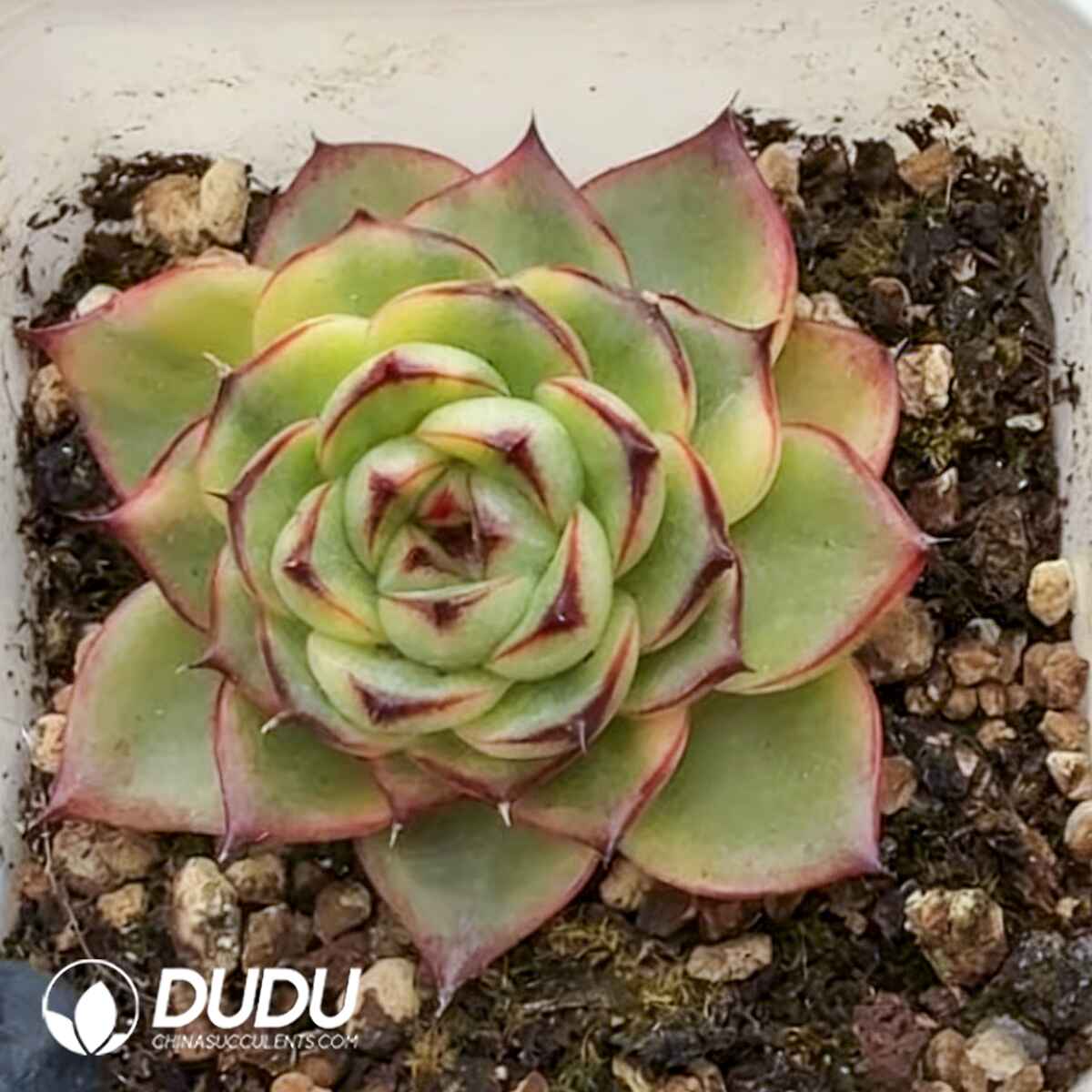 e201-217.jpg Echeveria Moon Stone Variegated - 画像 (1)