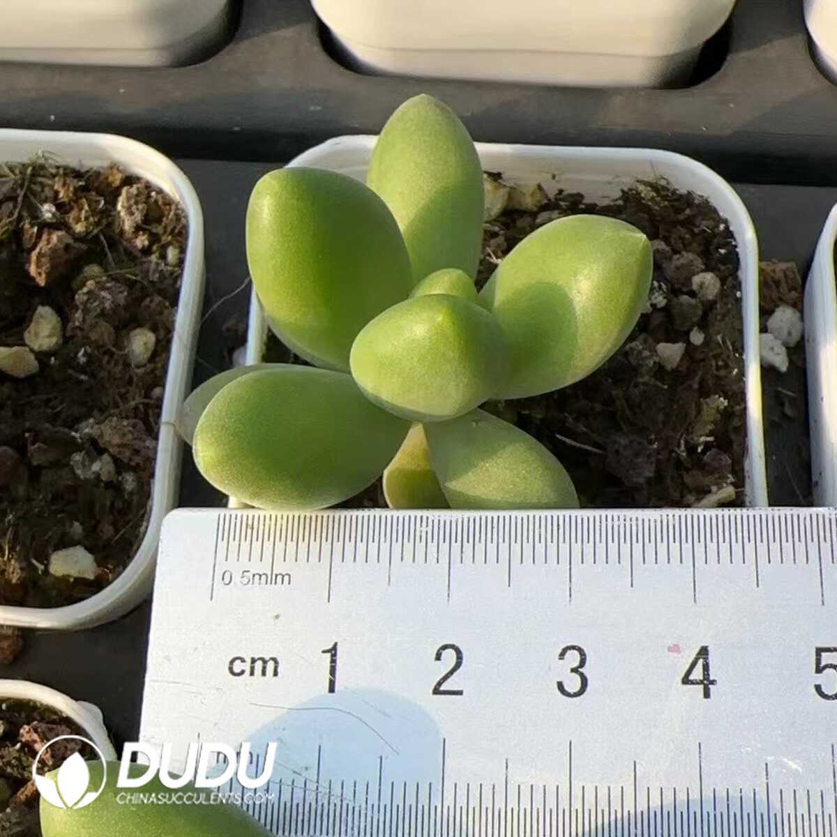 e201-218.jpg Pachyphytum Golden Cicada - 画像 (1)