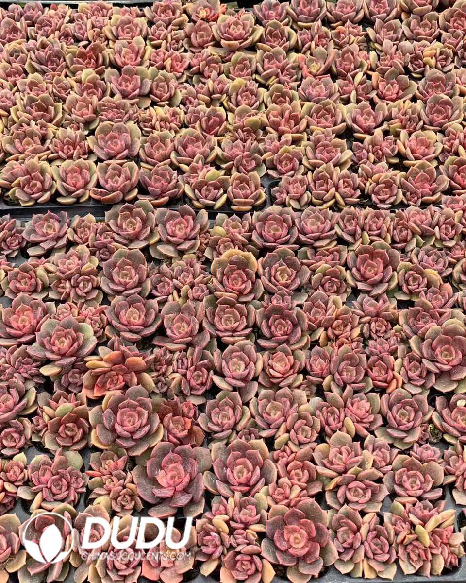 e201-27.jpg 105pcs Echeveria Dahong Pao Seedlings - 画像 (1)