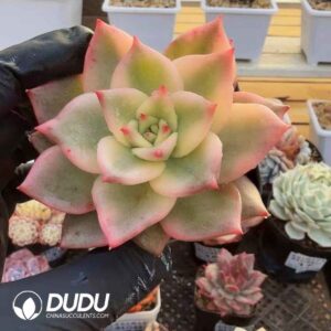 Echeveria Rainbow Variegated