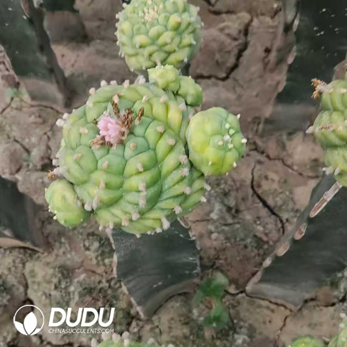 e201-279-1.jpg (Grafted)Cactus Gymnocalycium Stenopleurum Yellow Cluster - 画像 (1)