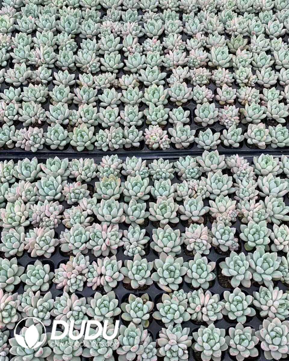 e201-28.jpg 105pcs Echeveria Fantasy Seedlings - 画像 (1)