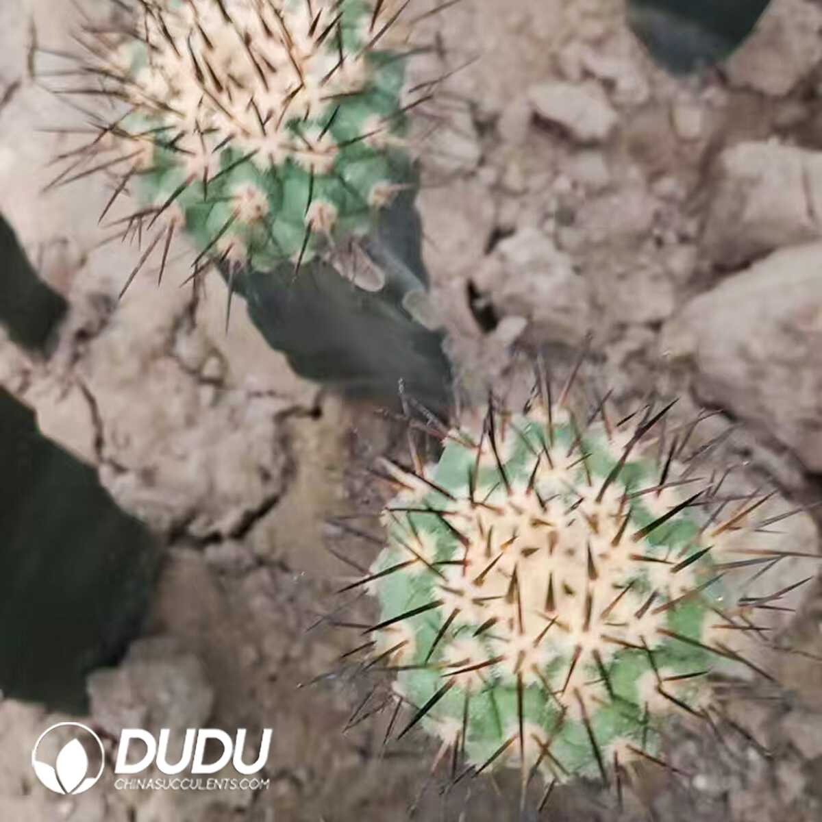 e201-285-1.jpg (Grafted)Copiapoa Cinerea - 画像 (1)