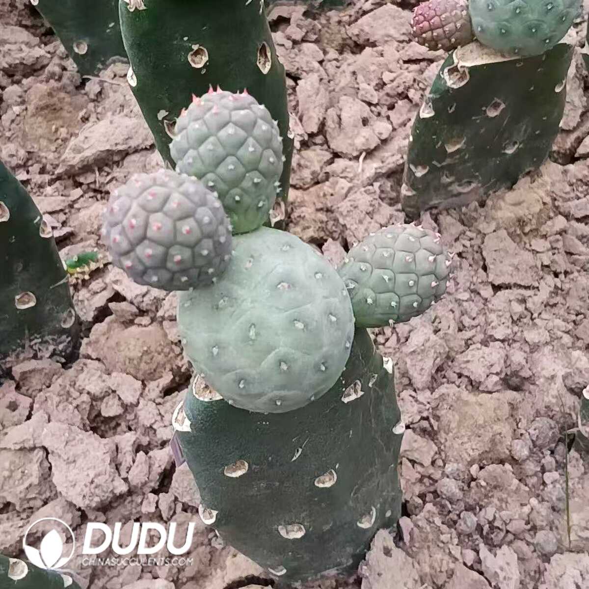 e201-289-1.jpg (Grafted)Tephrocactus Geometricus 3-4 Heads Clustering No Thorns (Fragile) - 画像 (1)