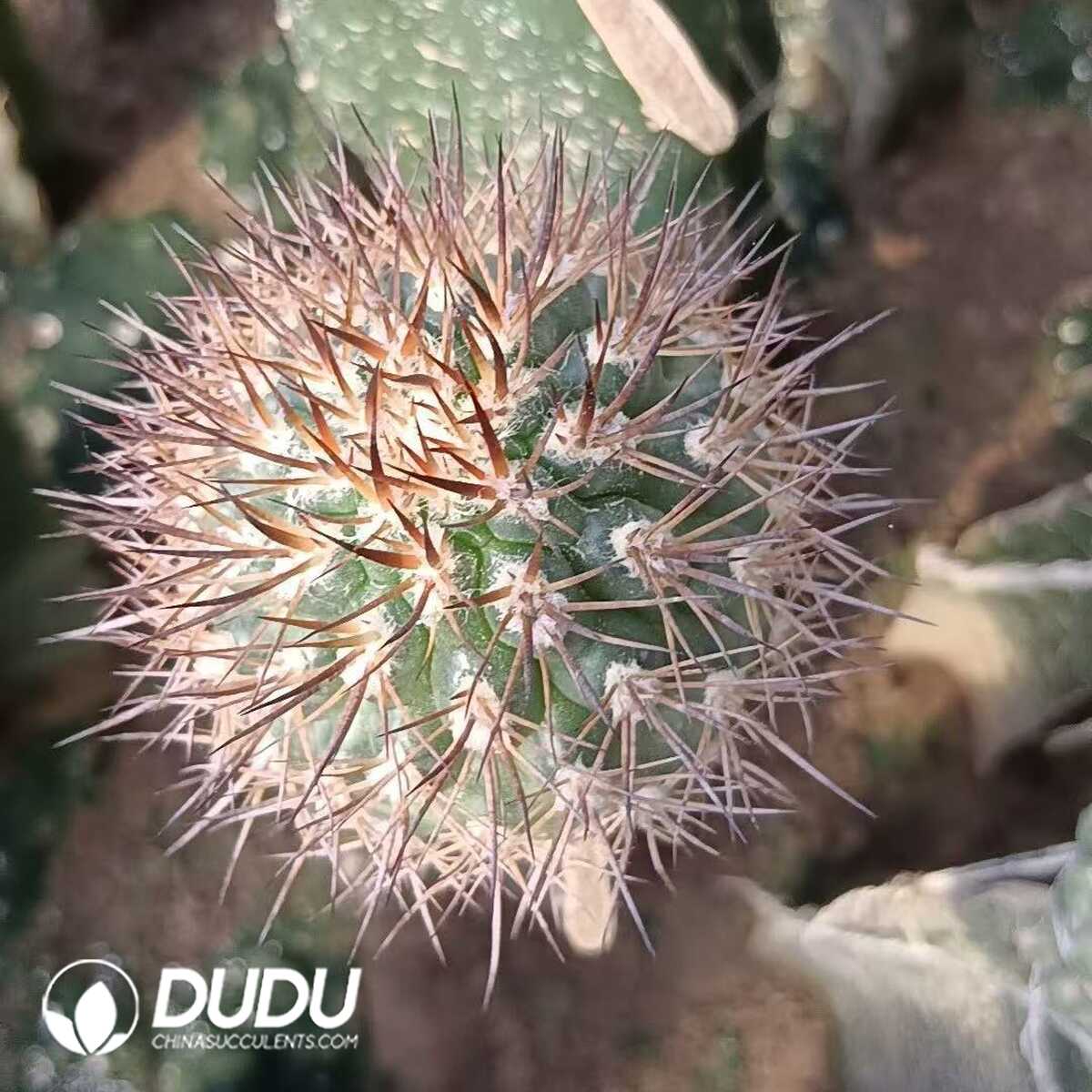 e201-291-1.jpg (Grafted)Eriosyce Bulbocalyx - 画像 (1)