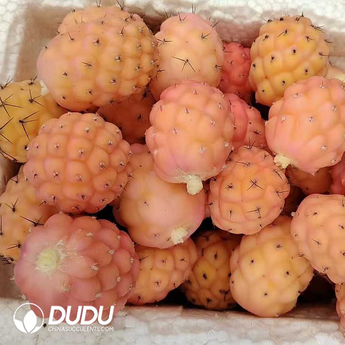 e201-299-1.jpg (Grafted)(Pup)Cactus Tephrocactus geometricus Variegated Lateral Buds (need to be to survive) - 画像 (1)