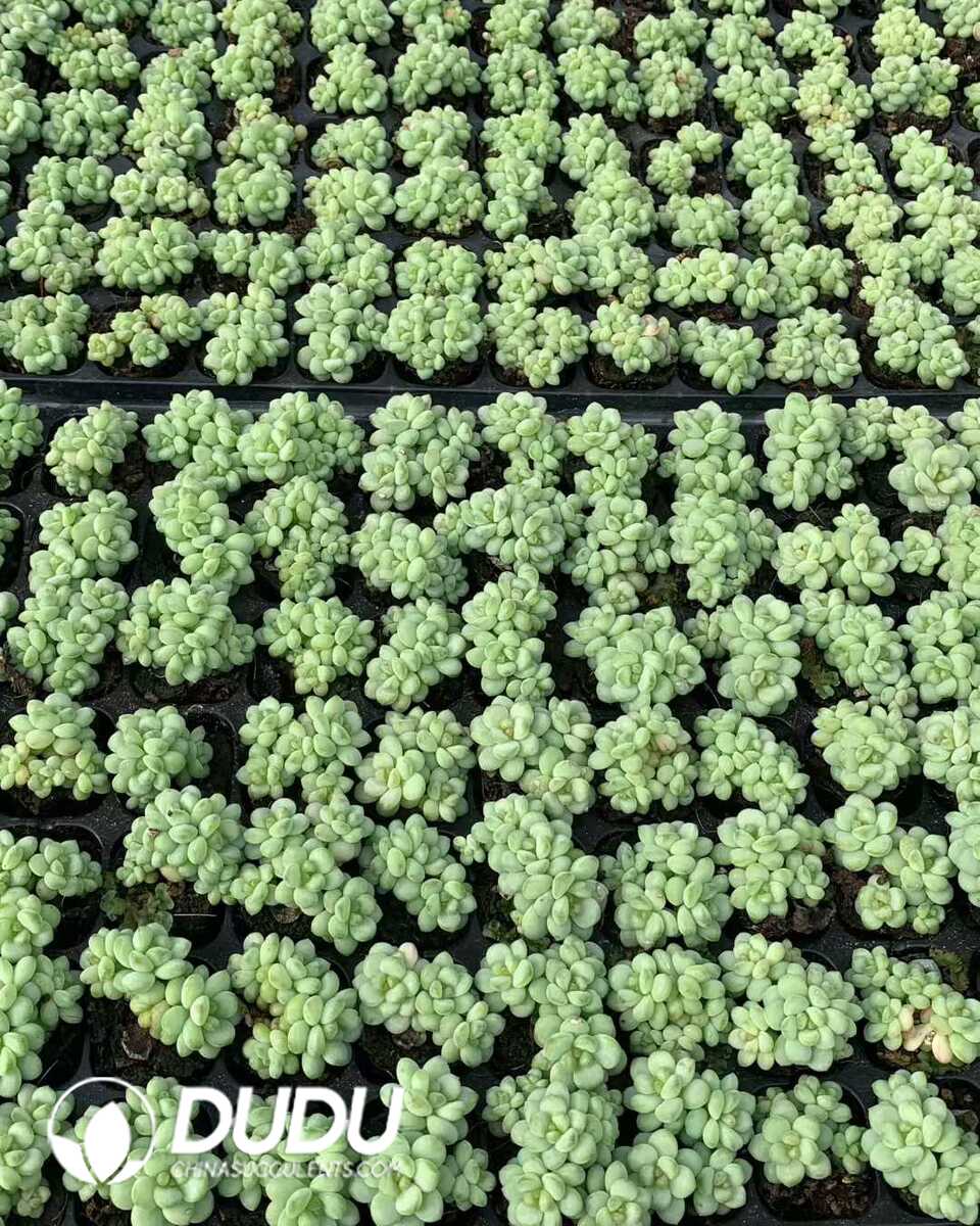 e201-30.jpg 105pcs Echeveria Sunshine Rose Seedlings - 画像 (1)