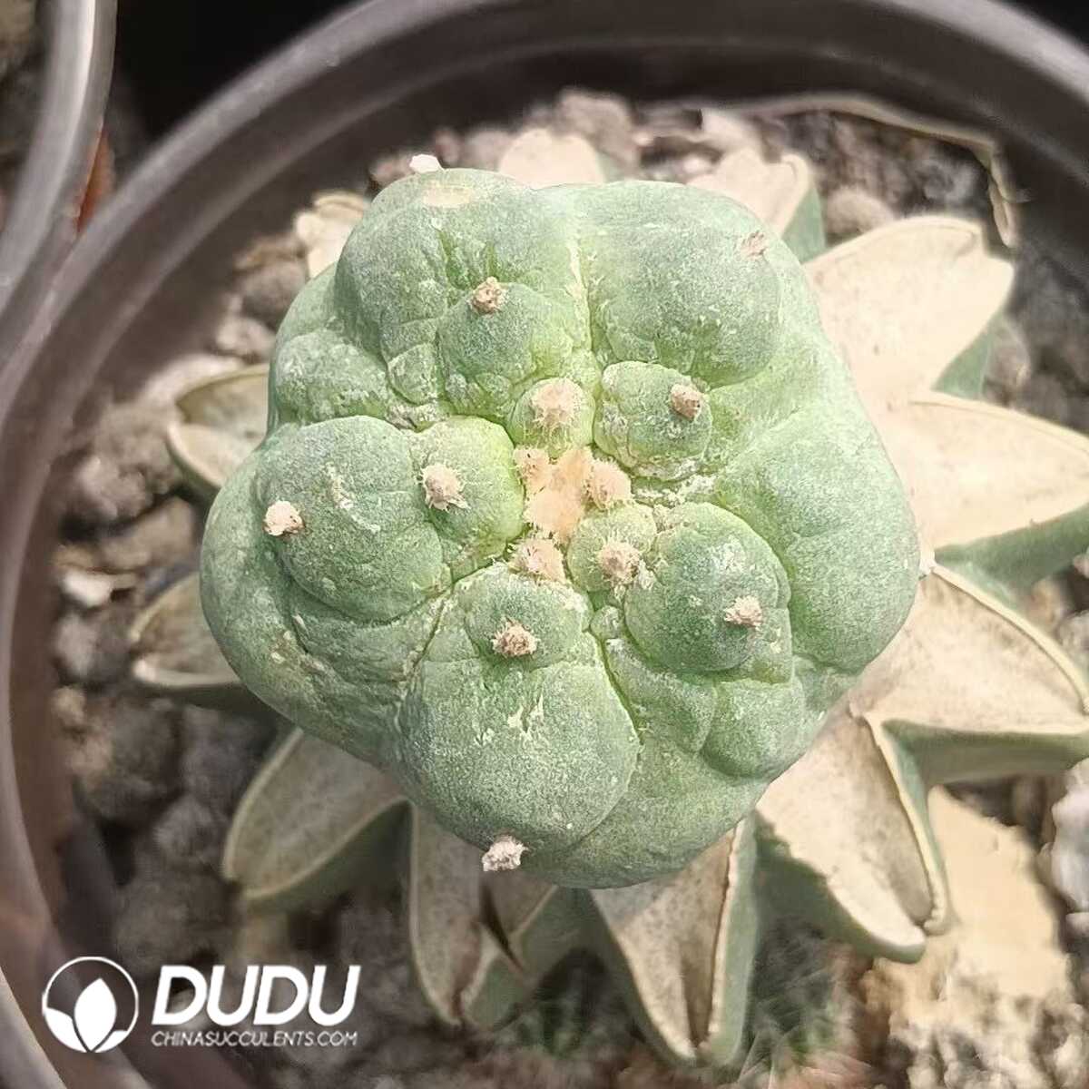 e201-300-1.jpg (Grafted)Lophophora fricii var. kobayashi - 画像 (1)