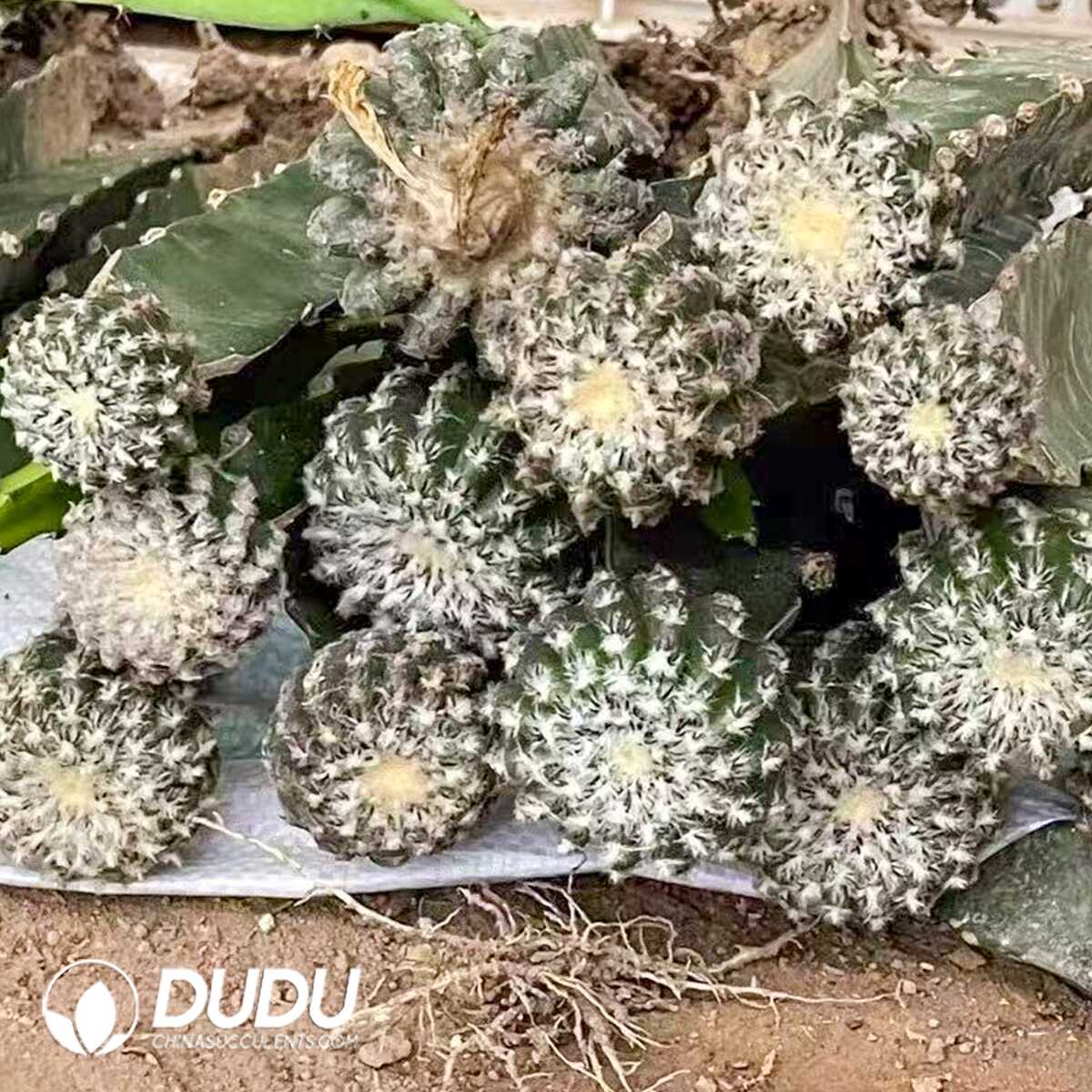 e201-305-1.jpg (Grafted)Discocactus horstii - 画像 (1)