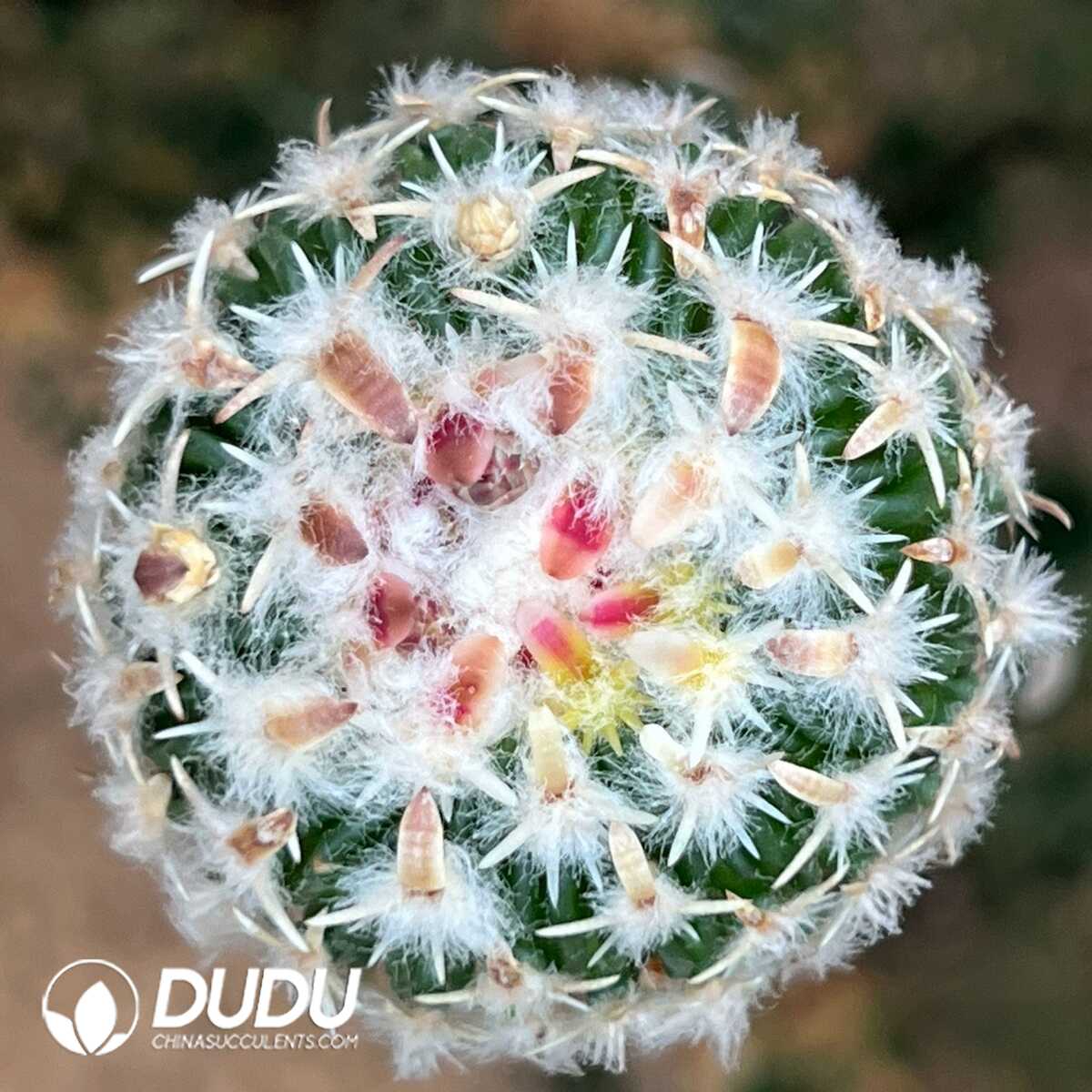 e201-311-1.jpg (Grafted)Echinocactus phyllacanthus - 画像 (1)