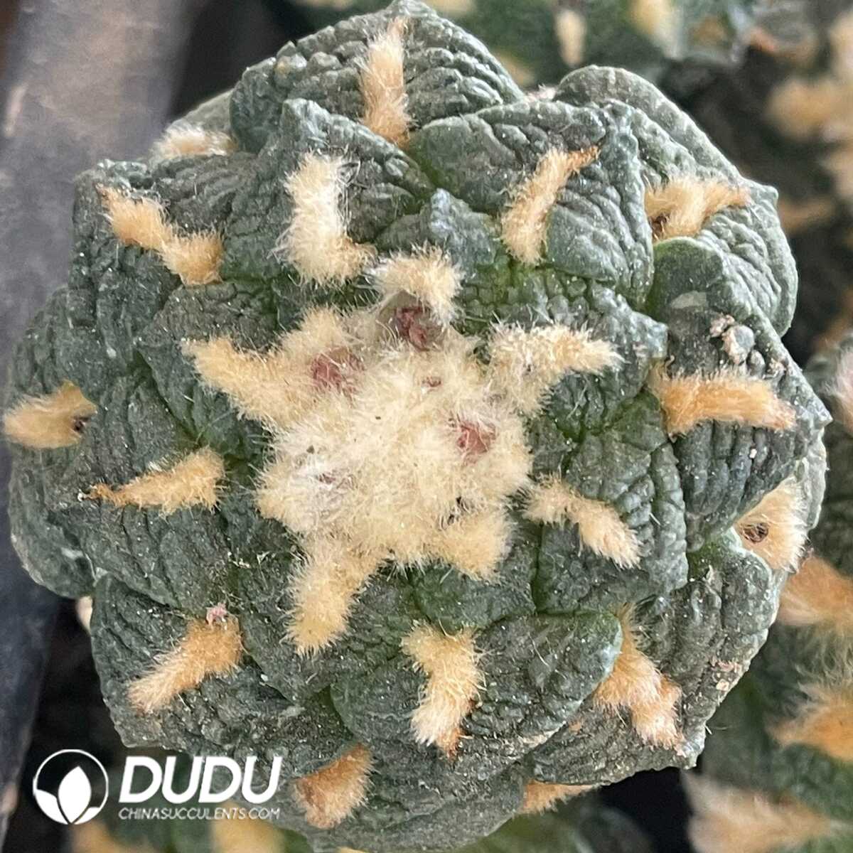 e201-315-1.jpg (Grafted)Ariocarpus Fissuratus Small Tubercles Old Specimen - 画像 (1)