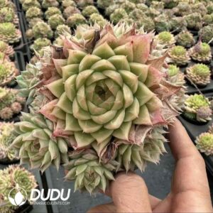 [RTS]Echeveria Jade Clustering