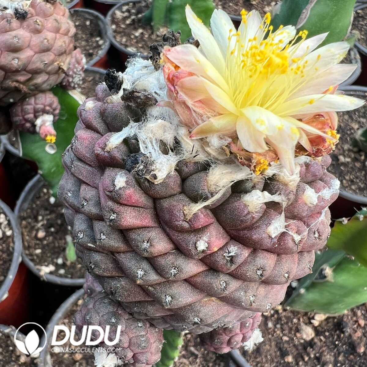 e201-322-1.jpg (Grafted)Copiapoa Hypogaea - 画像 (1)