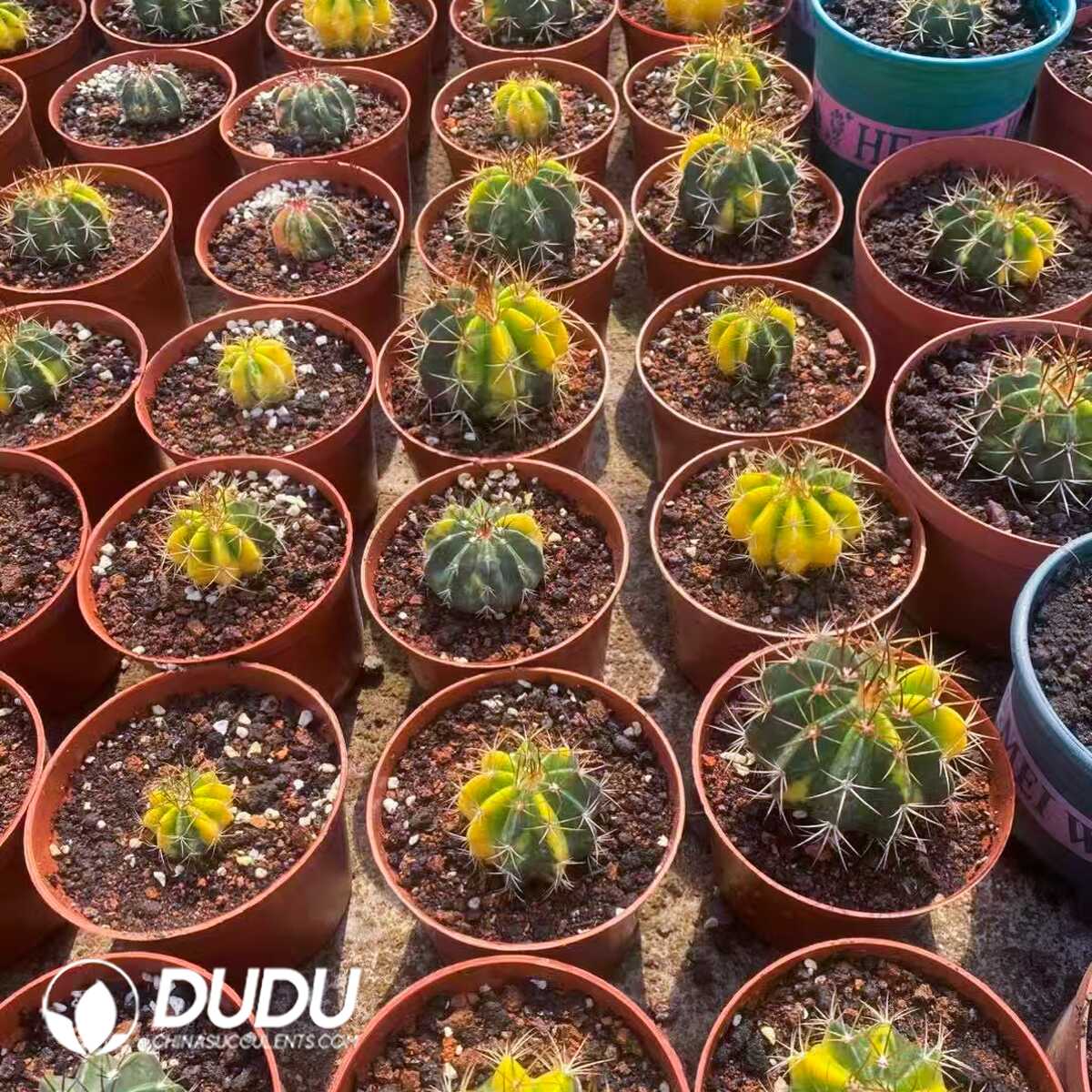 e201-333-1.jpg (Seed Grown)Melocactus Amoenus Variegated - 画像 (1)