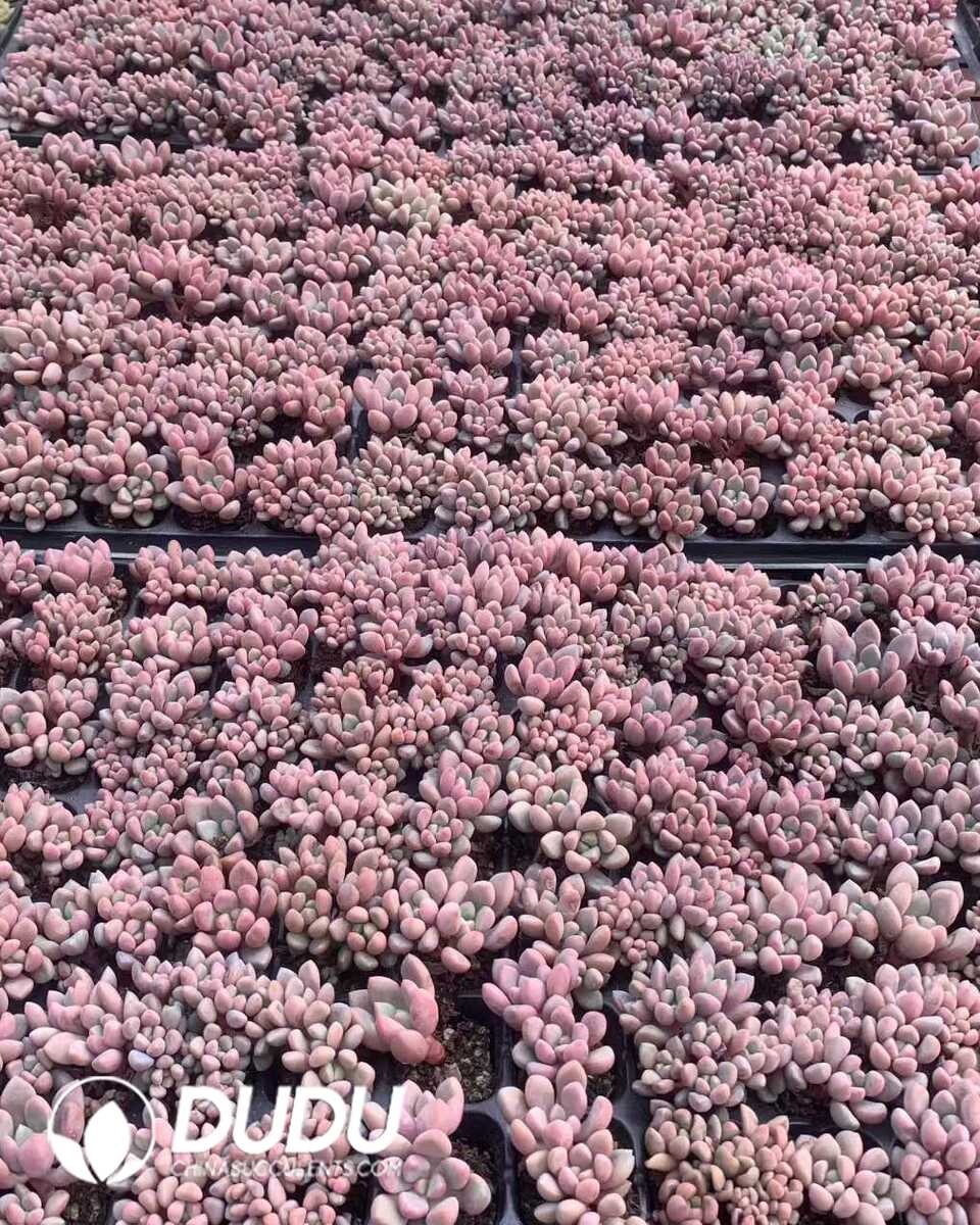 e201-34.jpg 105pcs Graptopetalum Panda Eyes Seedlings - 画像 (1)