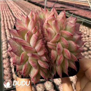 [RTS]Echeveria Lizard Cristata