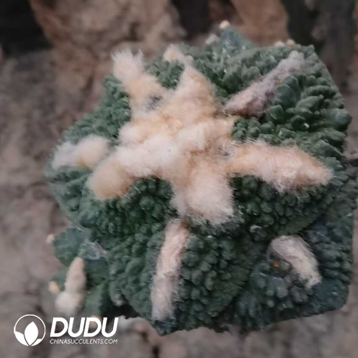 e201-35-1.jpg (Grafted)Ariocarpus fissuratus Godzilla - 画像 (1)