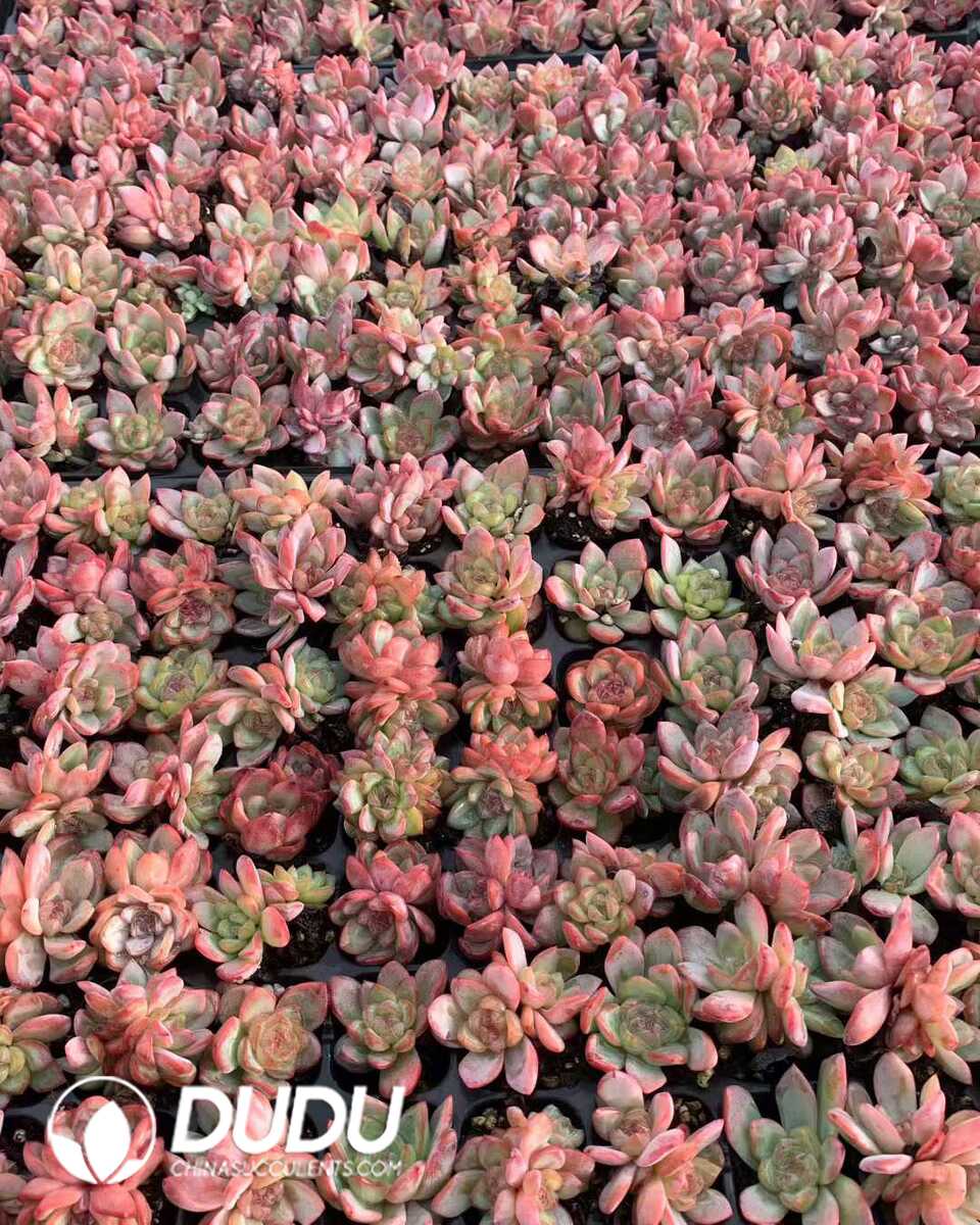 e201-36.jpg 105pcs Echeveria Star Jenny Seedlings - 画像 (1)