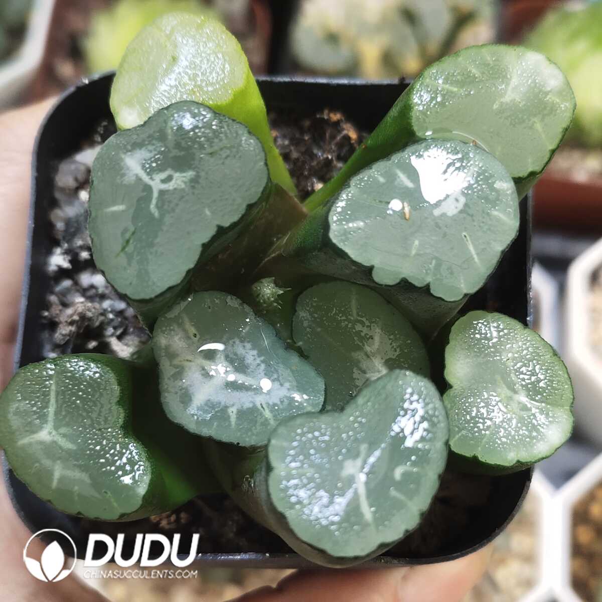 e201-363-1.jpg Haworthia colorata Maughanii - 画像 (1)