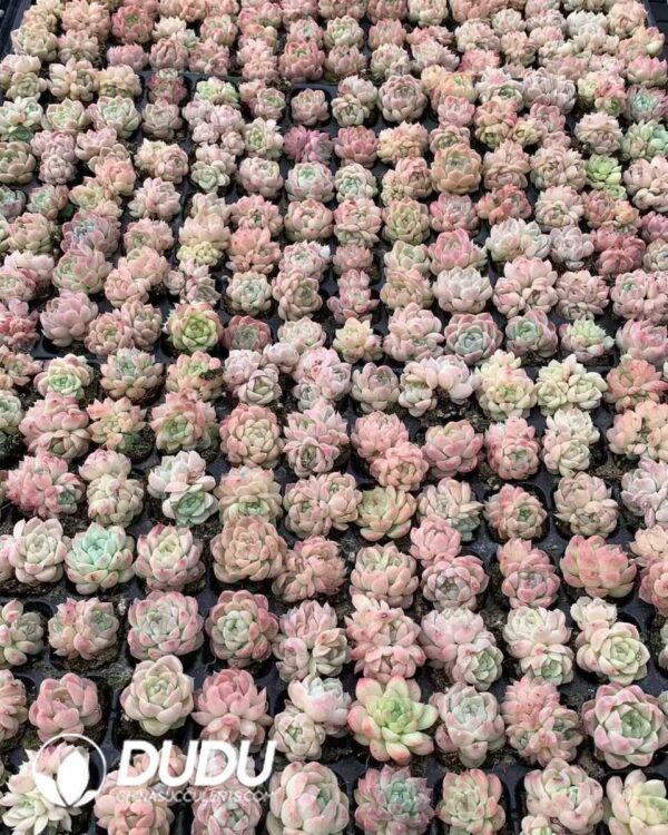 RTS]105pcs Echeveria Beautiful Dream Seedlings – タニク-多肉植物の
