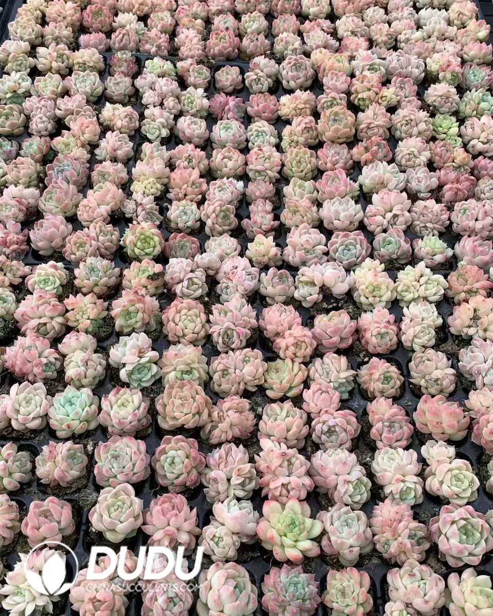 e201-38.jpg 105pcs Echeveria Beautiful Dream Seedlings - 画像 (1)