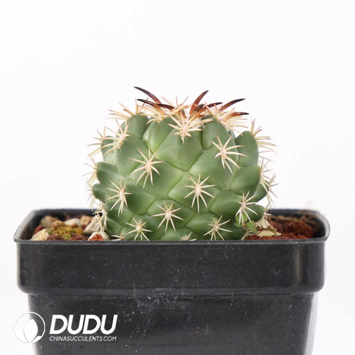 e201-387-1.jpg Coryphantha tripugionacantha - 画像 (1)