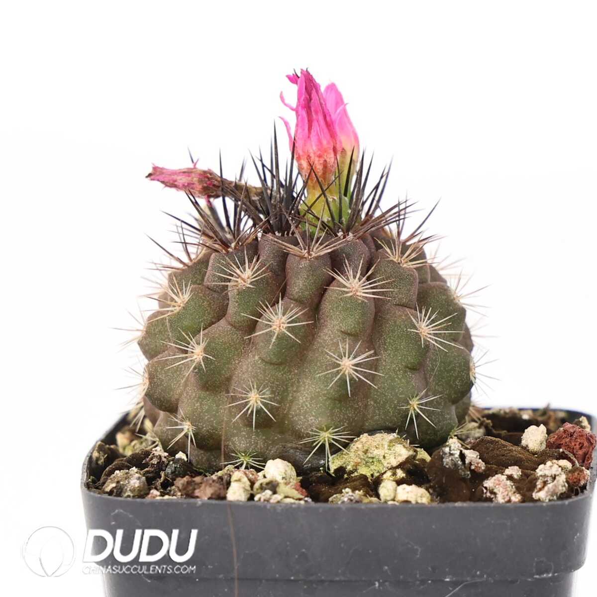 e201-389-1.jpg Eriosyce subgibbosa - 画像 (1)