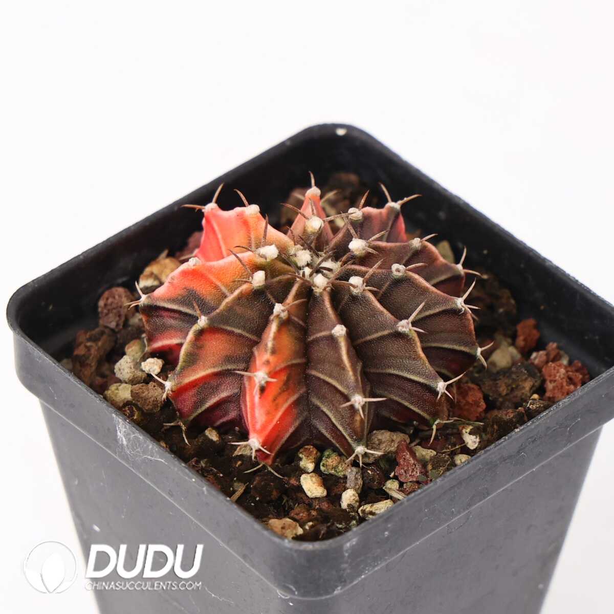 e201-391-1.jpg Gymnocalycium mihanovichii variegated - 画像 (1)