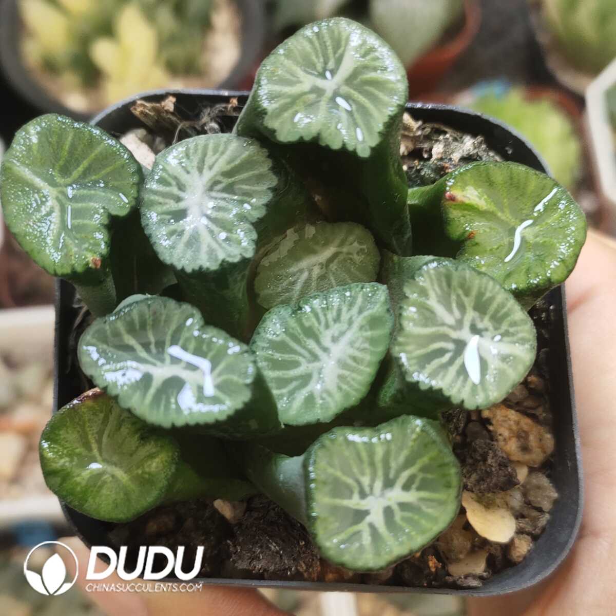 e201-391-2.jpg Haworthia Chrysanthemum Maughanii - 画像 (1)