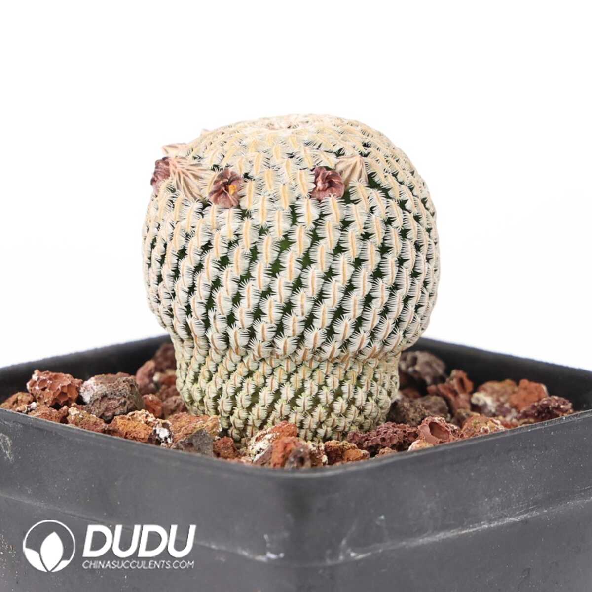 e201-393-1.jpg Mammillaria pectinifera - 画像 (1)