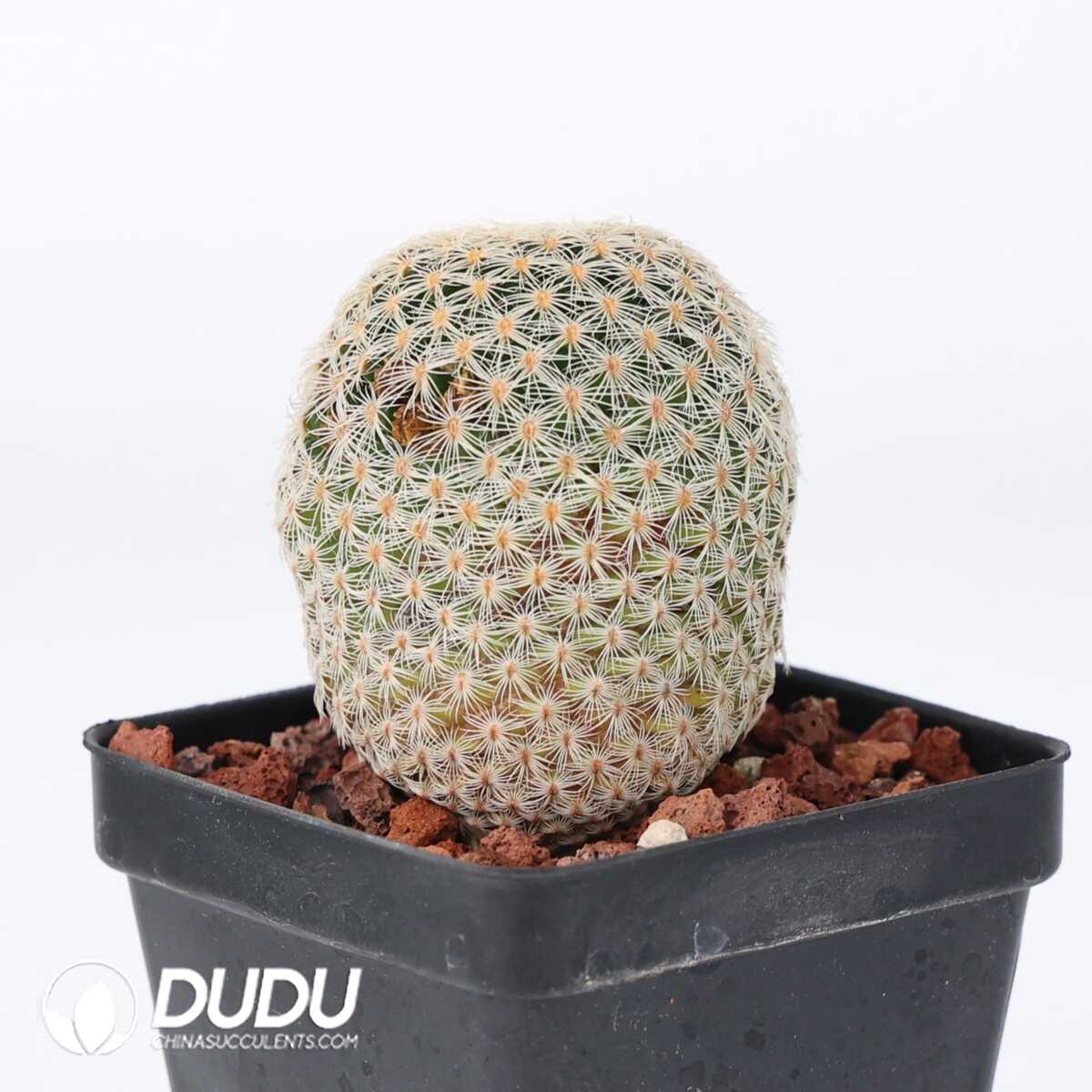 e201-394-1.jpg Mammillaria solisioides - 画像 (1)