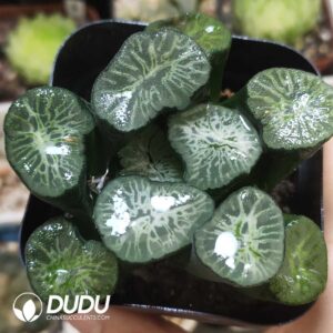 Haworthia maughanii Hisuiryu