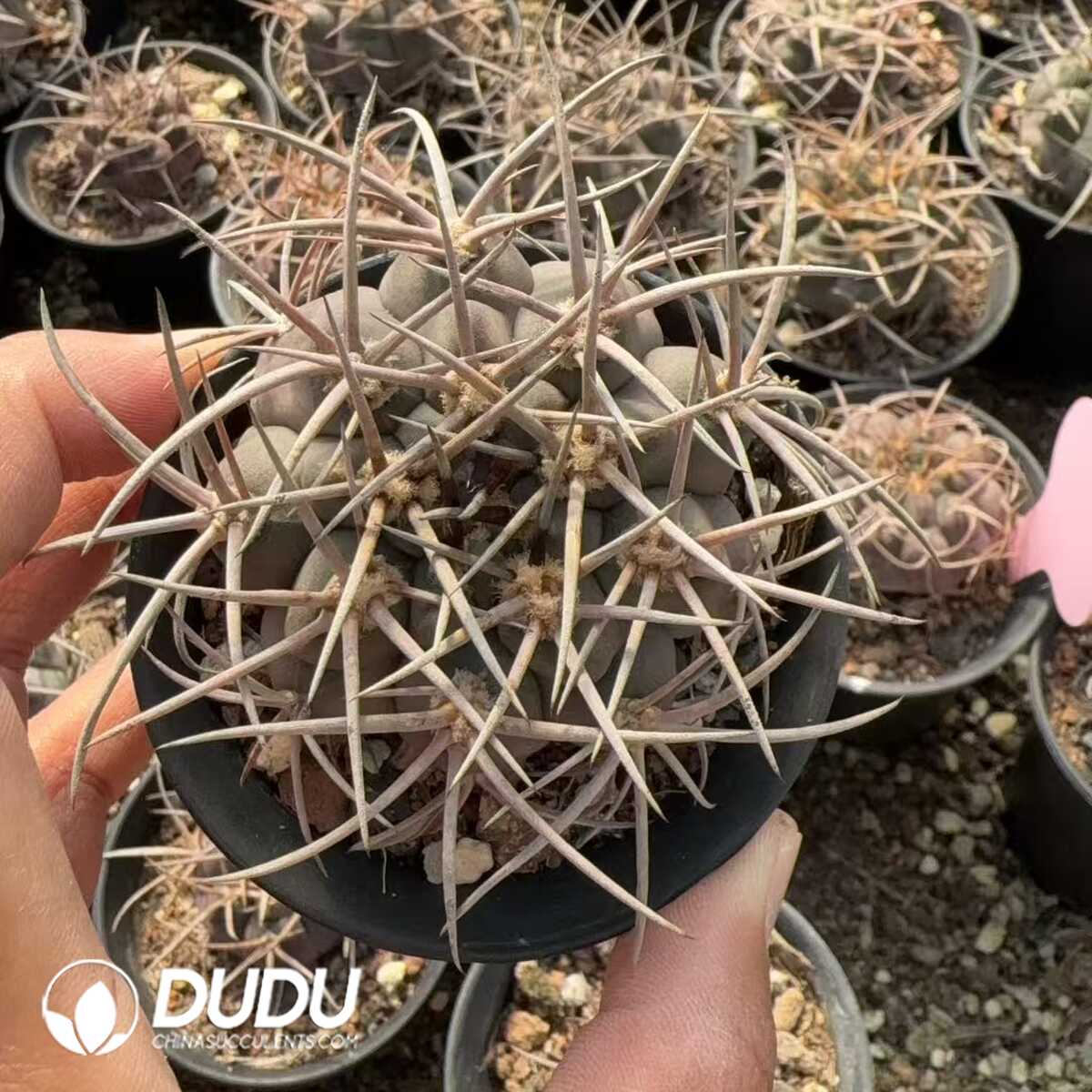 e201-402-1.jpg Gymnocalycium Mazanense - 画像 (1)