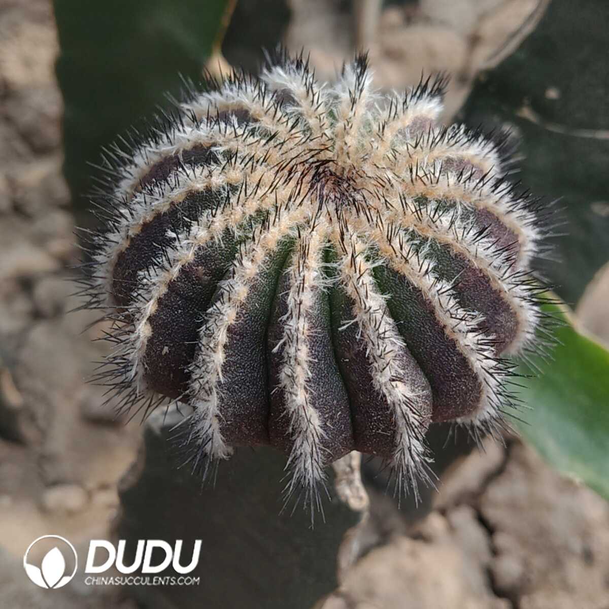 e201-433-1.jpg (Grafted)Cactus-Uebelmannia - 画像 (1)