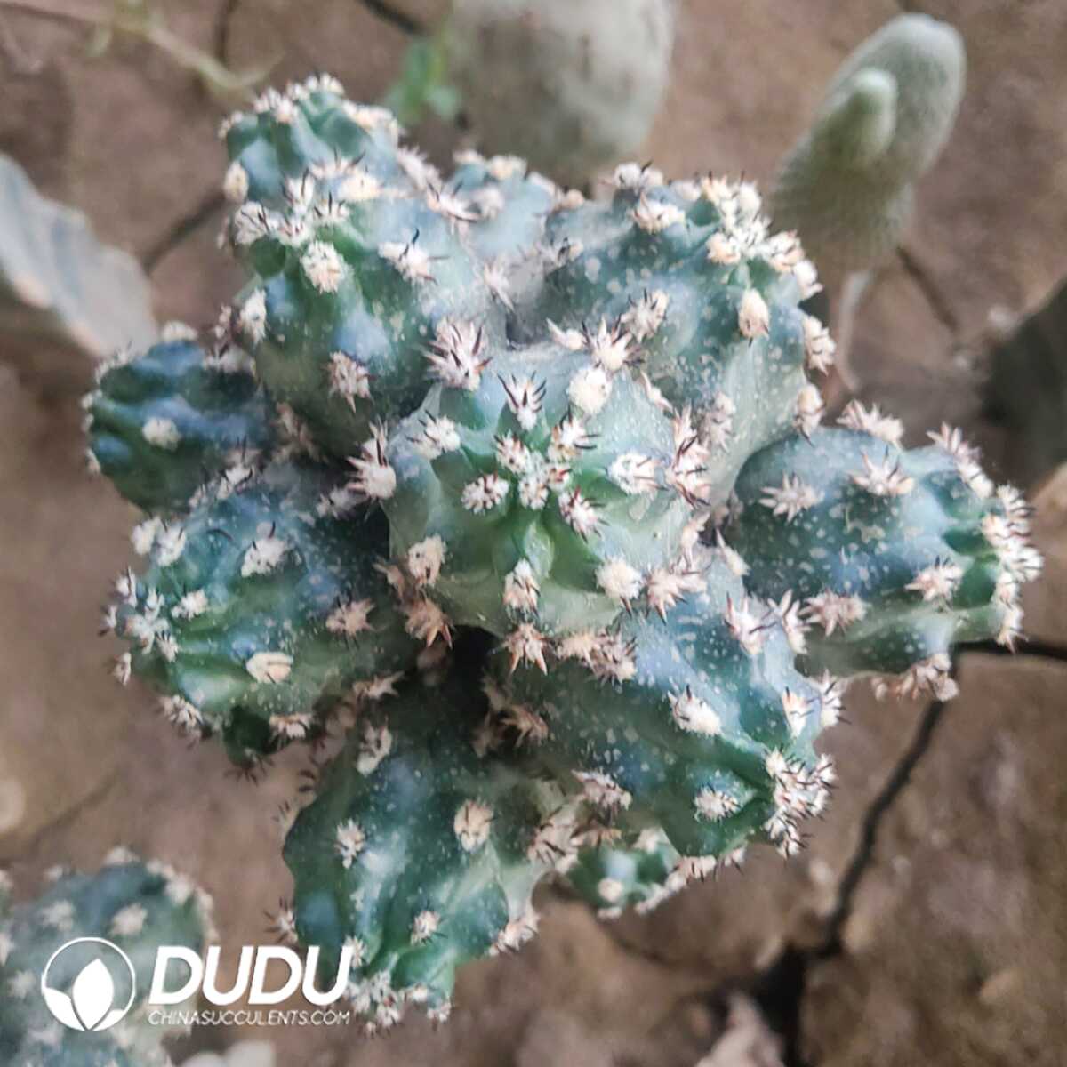 e201-439-1.jpg (Grafted)Echinocereus viridiflorus - 画像 (1)