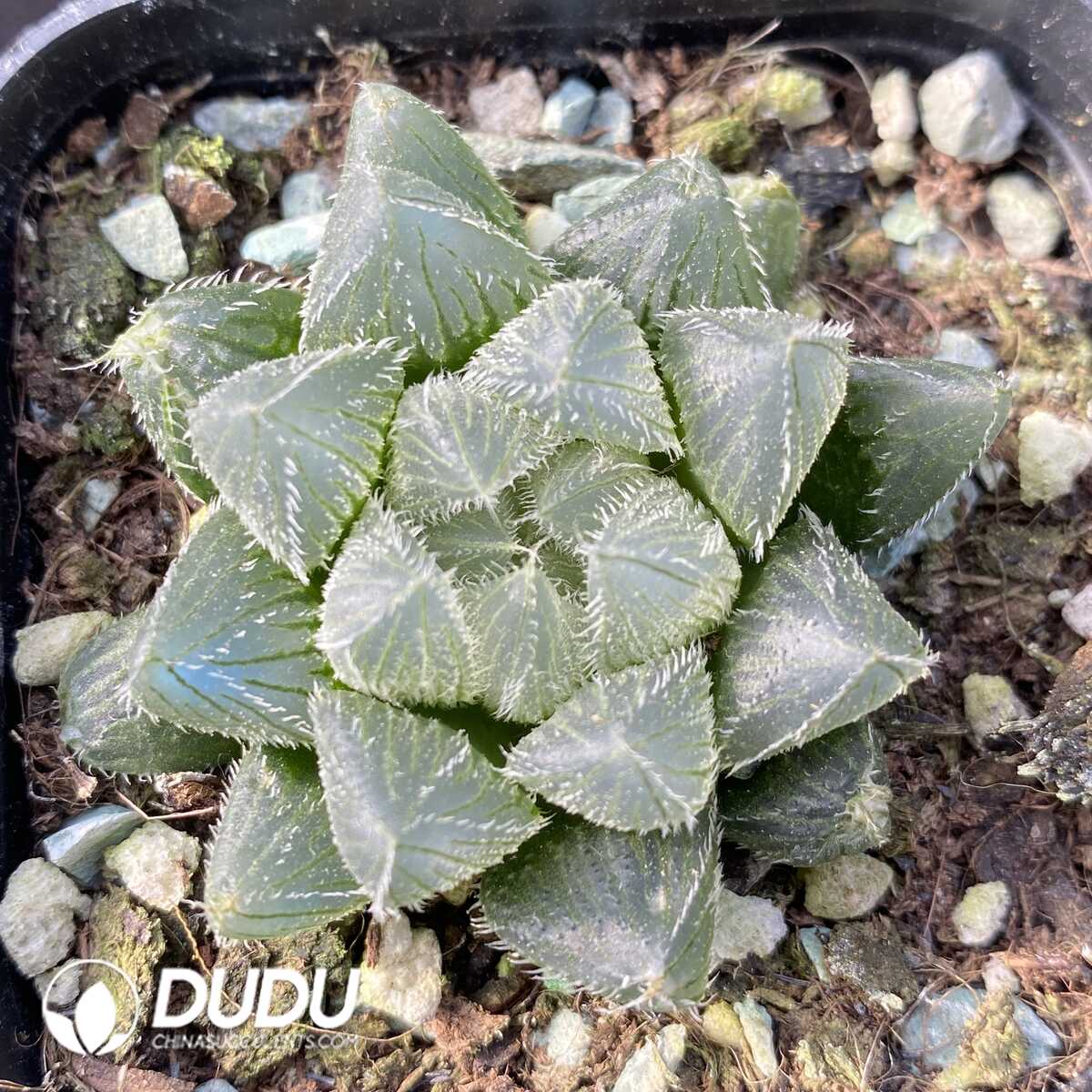 e201-454-1.jpg Haworthia Gyokuro f. hirsuta - 画像 (1)