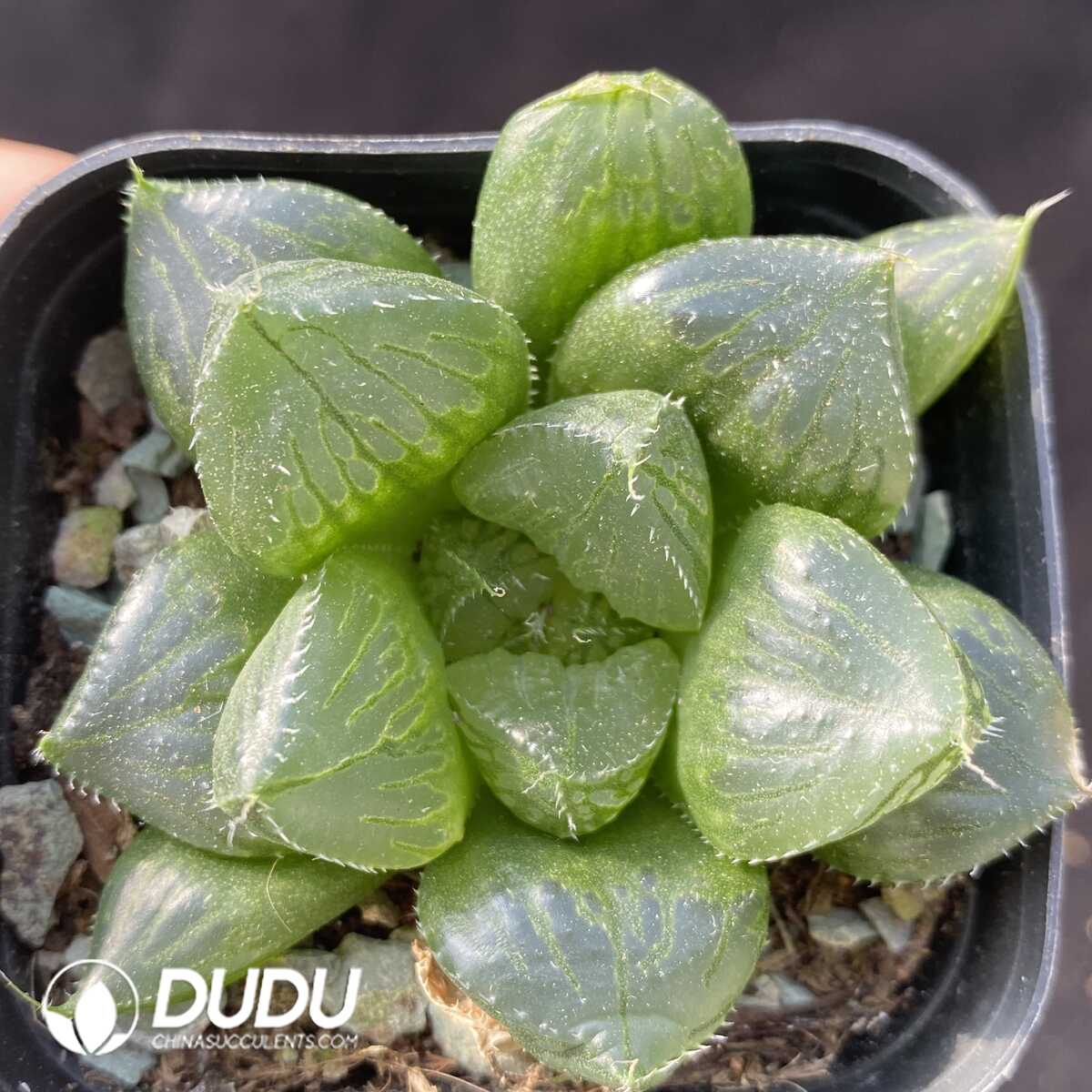 e201-457-1.jpg Haworthia Sansenjyu - 画像 (1)