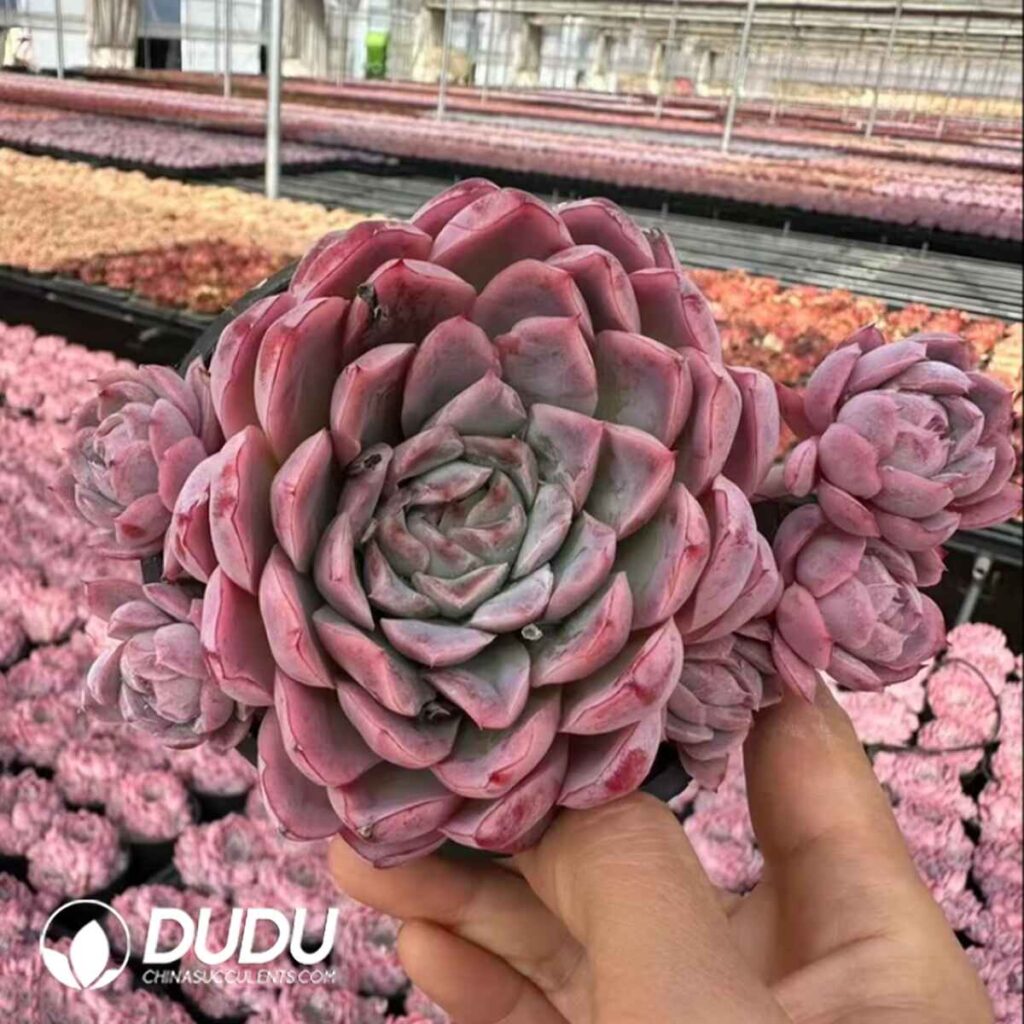 [RTS]Echeveria Pink Panther – タニク-多肉植物の輸出卸売、高品質で低価格な多肉植物-top succulents