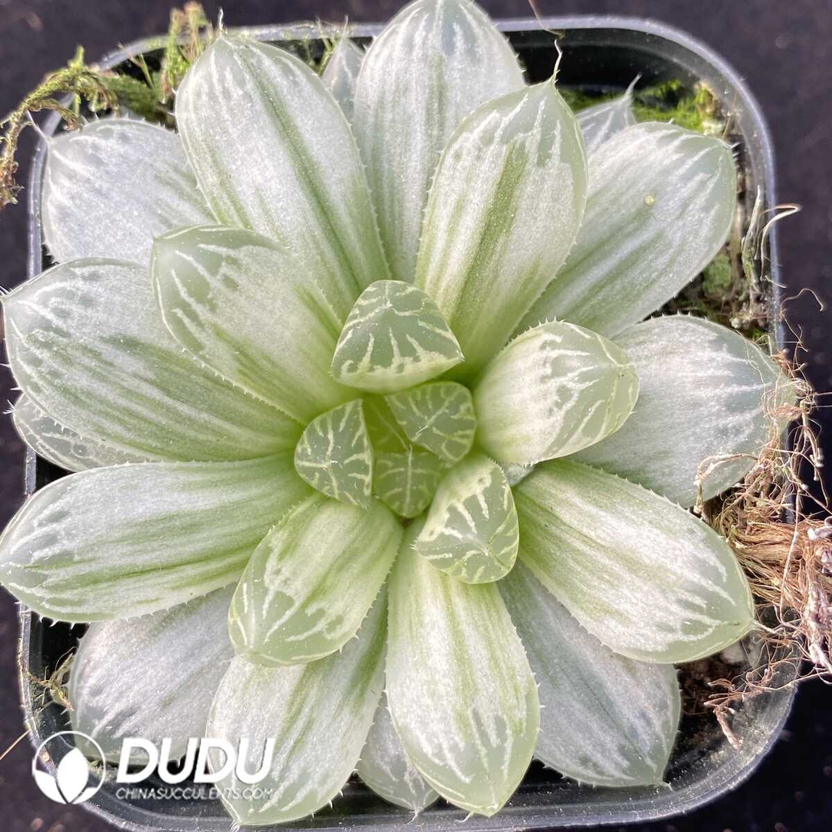 e201-460-1.jpg Haworthia Gyokuro f. variegata - 画像 (1)