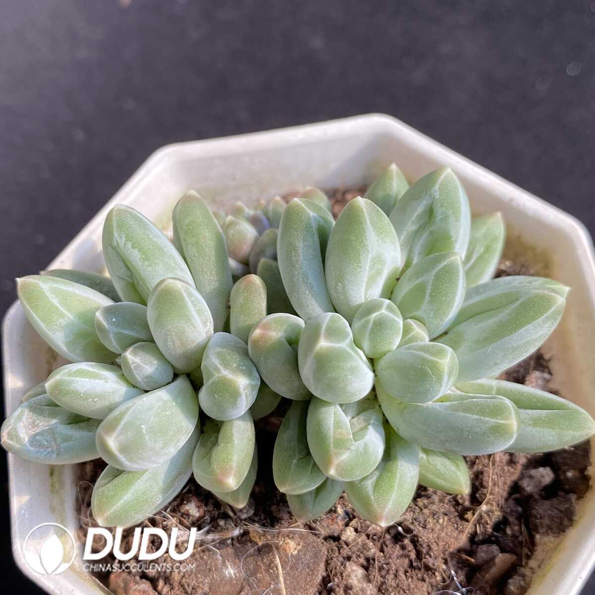 e201-474.jpg Pachyphytum Urakla Double Heads - 画像 (1)